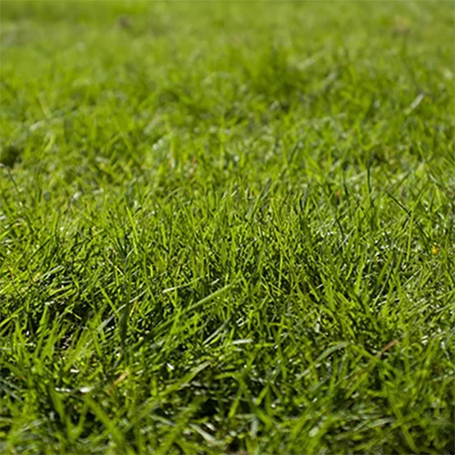 Green grass and sod at Bark Boys