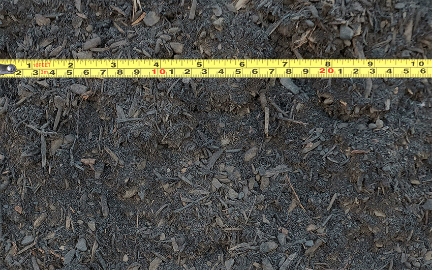 Black Dyed Fir_850w Black Dyed Fir with a tape measure for scale